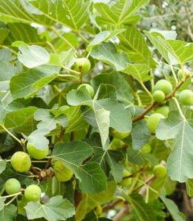 Ficus carica 'Dottato'